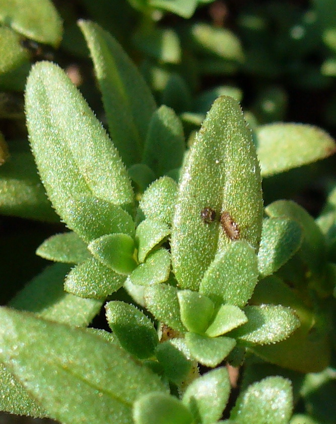 Image of Putoria calabrica specimen.