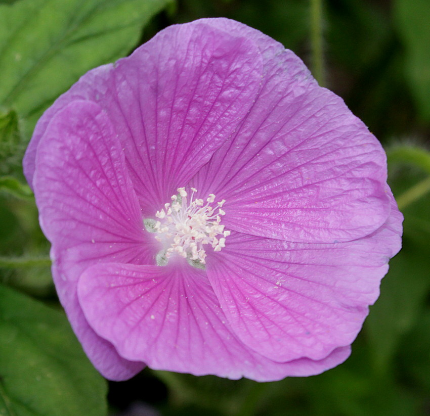 Image of Anoda cristata specimen.