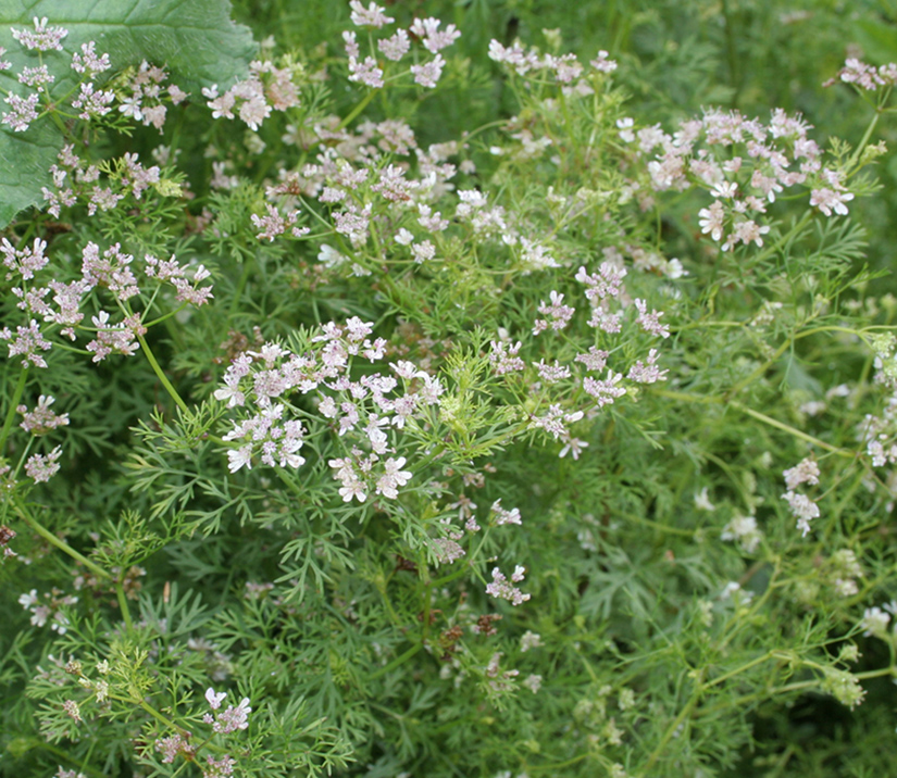 Изображение особи Coriandrum sativum.