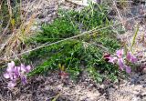 Oxytropis sordida