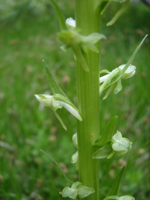 Image of Limnorchis convallariifolia specimen.