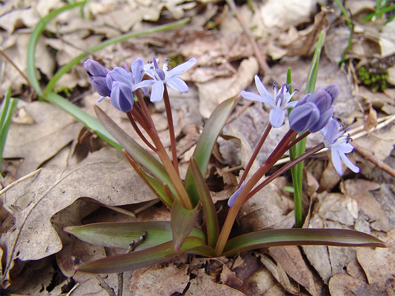 Изображение особи Scilla bifolia.