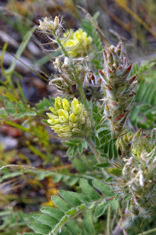 Изображение особи Oxytropis pilosa.