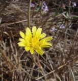 Scorzonera parviflora. Соцветие. Краснодарский край, Кущёвский р-н, станица Шкуринская, сазовая степь. 01.10.2009.