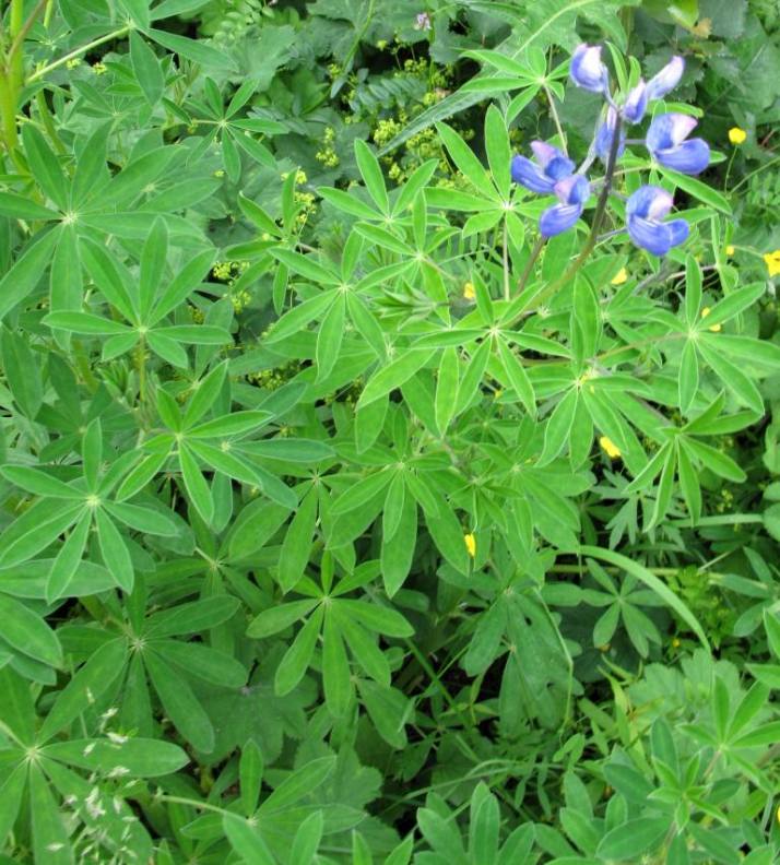 Изображение особи Lupinus nootkatensis.