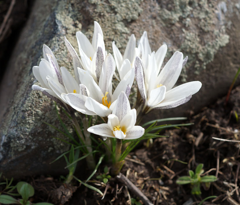 Image of Crocus alatavicus specimen.