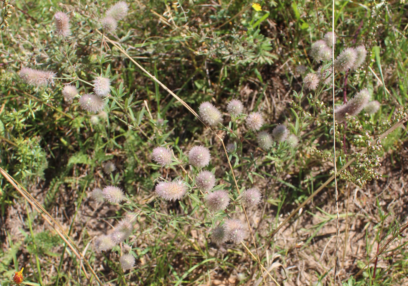Image of Trifolium arvense specimen.