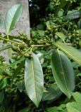 Lauro-cerasus officinalis. Часть веточки с незрелыми плодами. Германия, г. Хаген (Hagen), пригород Хоенлимбург (Hohenlimburg), озеленение. Июль 2014 г.