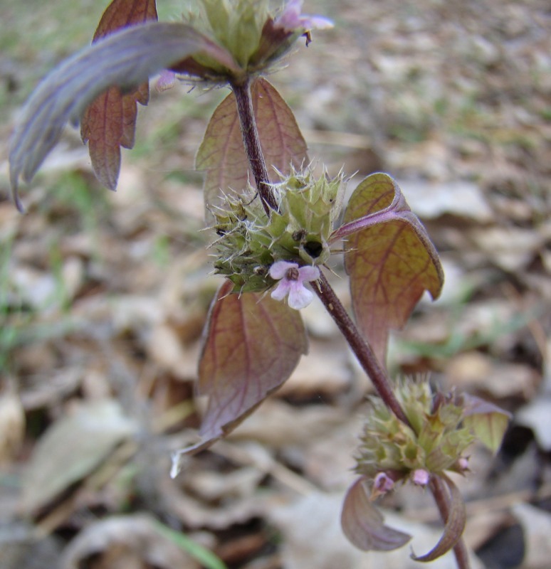 Изображение особи Chaiturus marrubiastrum.