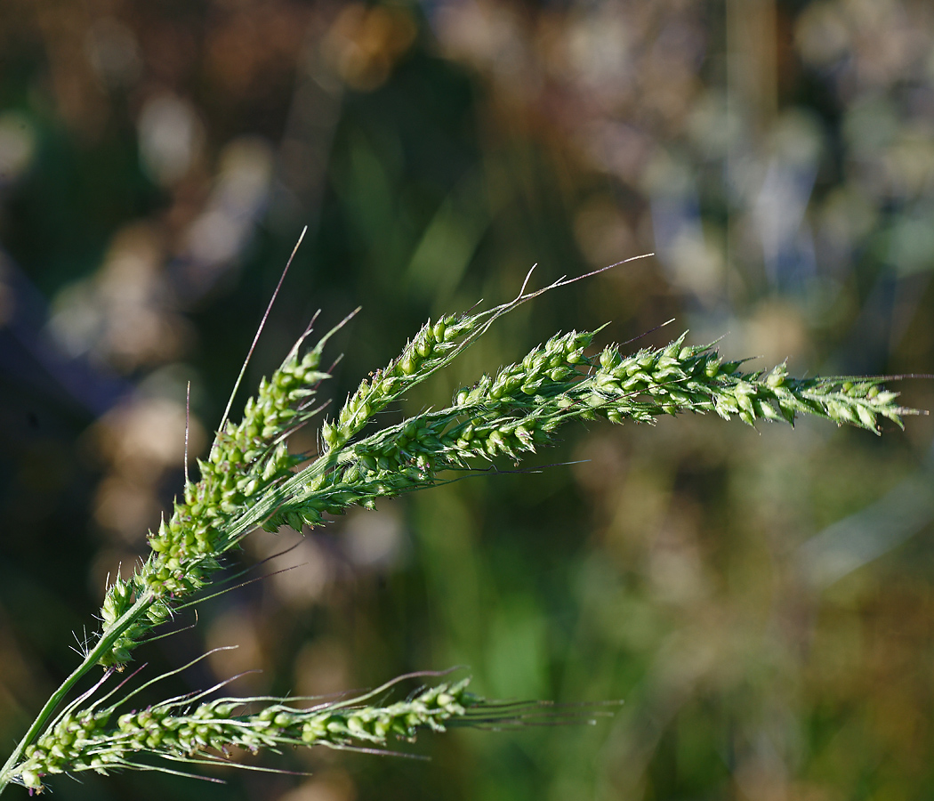 Image of Echinochloa crus-galli specimen.