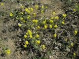 Alyssum gmelinii