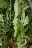 Taraxacum penicilliforme. Лист. Мурманская обл., Кольский р-н, пос. Мурмаши, берег руч. Кротовый. 09.07.2015.