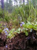 Veronica officinalis