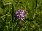 Campanula cervicaria