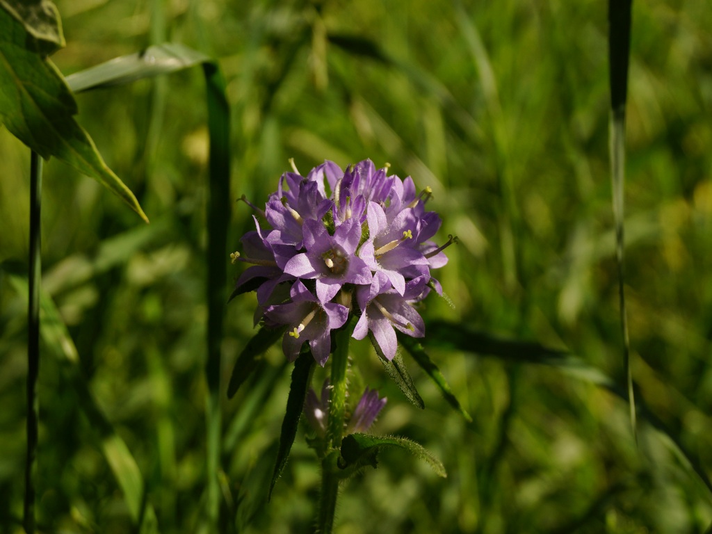 Image of Campanula cervicaria specimen.