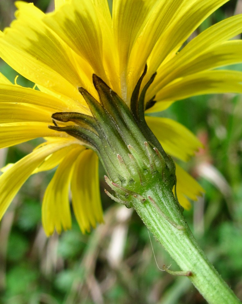 Изображение особи Leontodon hispidus ssp. hastilis.