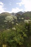 genus Chaerophyllum. Цветущее и плодоносящее растение. Кабардино-Балкария, Эльбрусский р-н, гора Чегет, восточный склон. 19.08.2009.