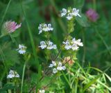 род Euphrasia. Верхушка цветущего растения. Иркутская обл., берег залива Иркутского вдхр. 11.08.2014.