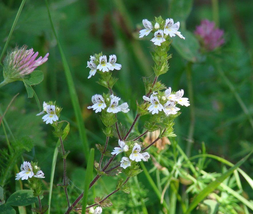 Изображение особи род Euphrasia.