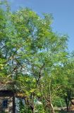 Moringa oleifera. Взрослое дерево. Андаманские острова, остров Нил, в поселке. 02.01.2015.