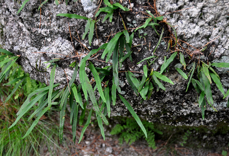 Изображение особи Lepisorus ussuriensis.