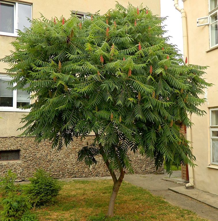 Image of Rhus typhina specimen.