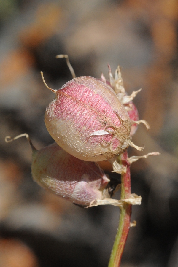 Изображение особи Astragalus skorniakowii.