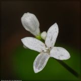 Galium odoratum. Цветок. Республика Татарстан, национальный парк \"Нижняя Кама\", май 2008 г.