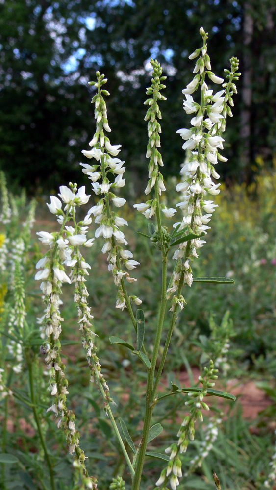 Изображение особи Melilotus albus.