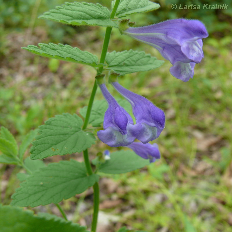 Image of Scutellaria krasevii specimen.