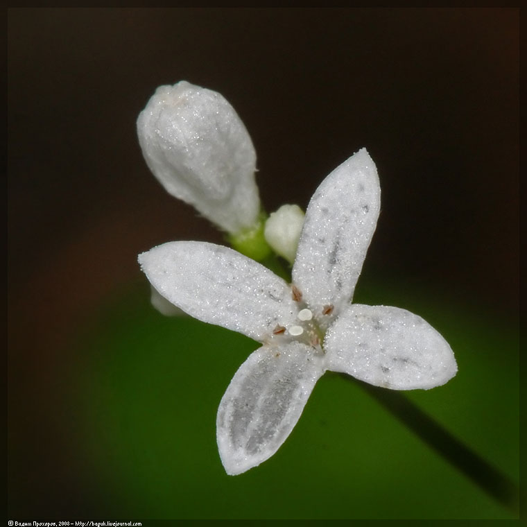 Изображение особи Galium odoratum.