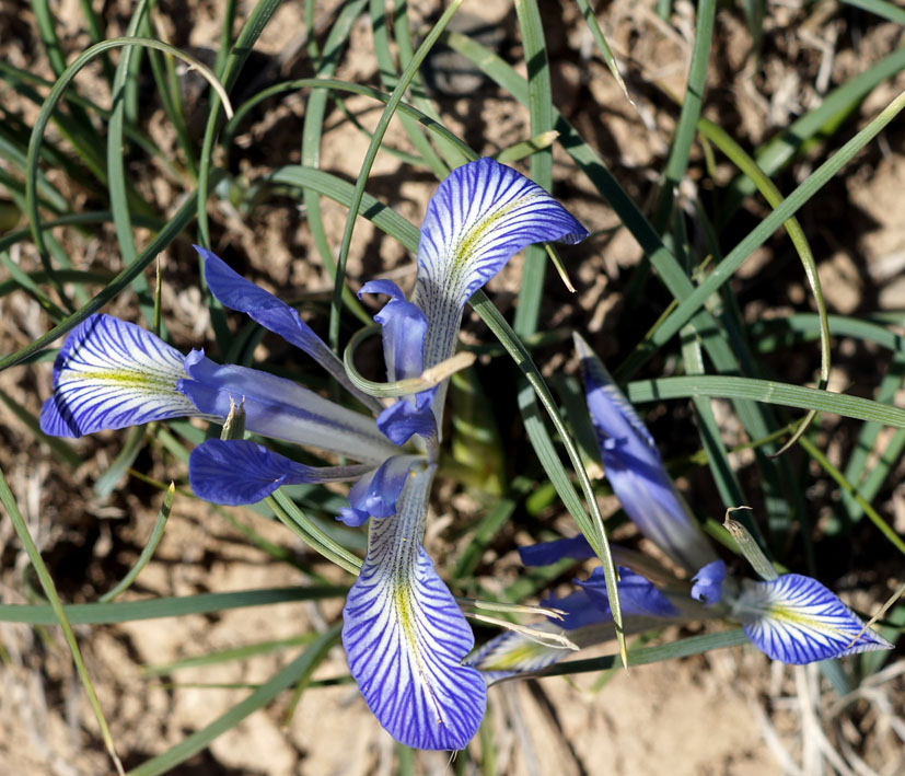 Image of Iris loczyi specimen.