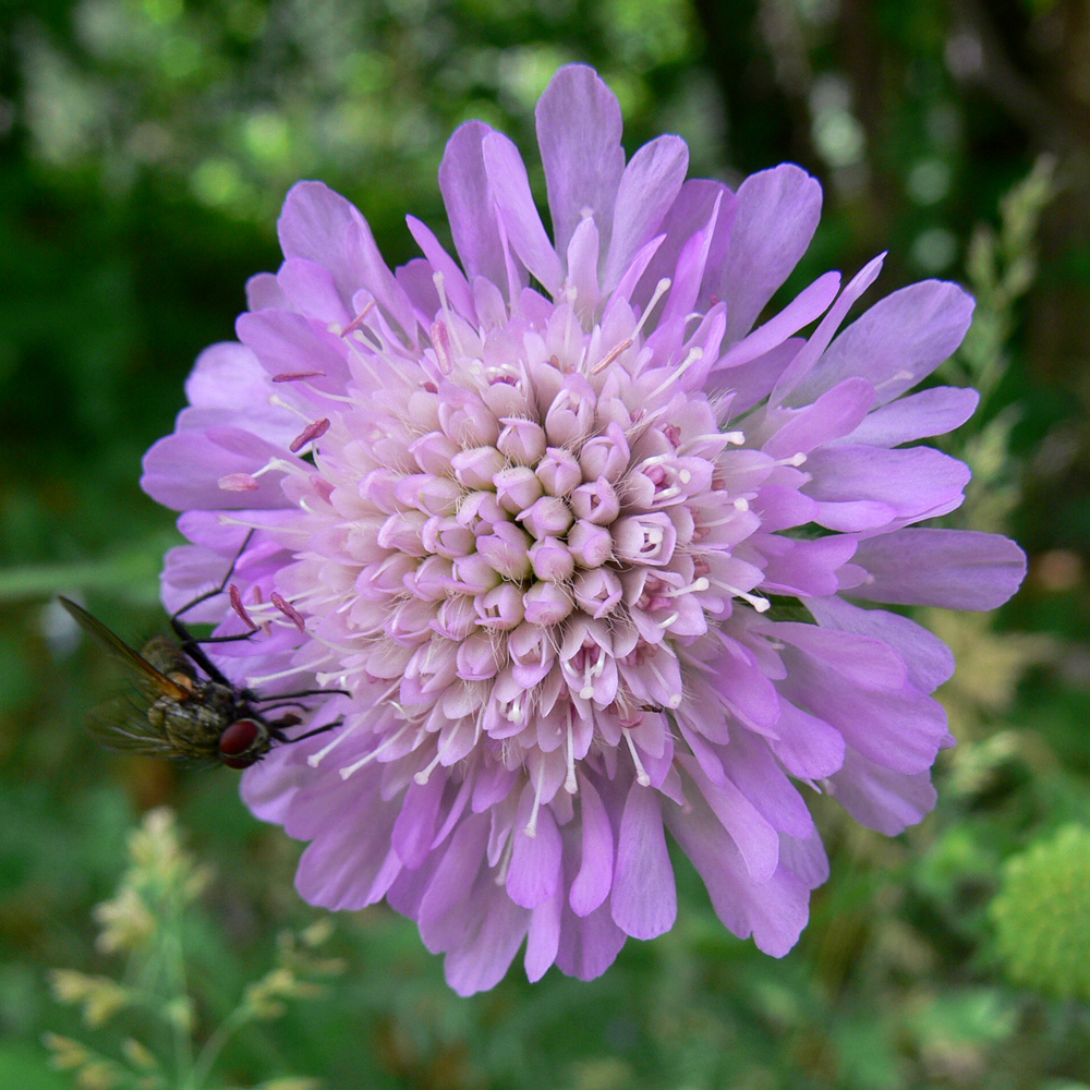 Image of Knautia arvensis specimen.