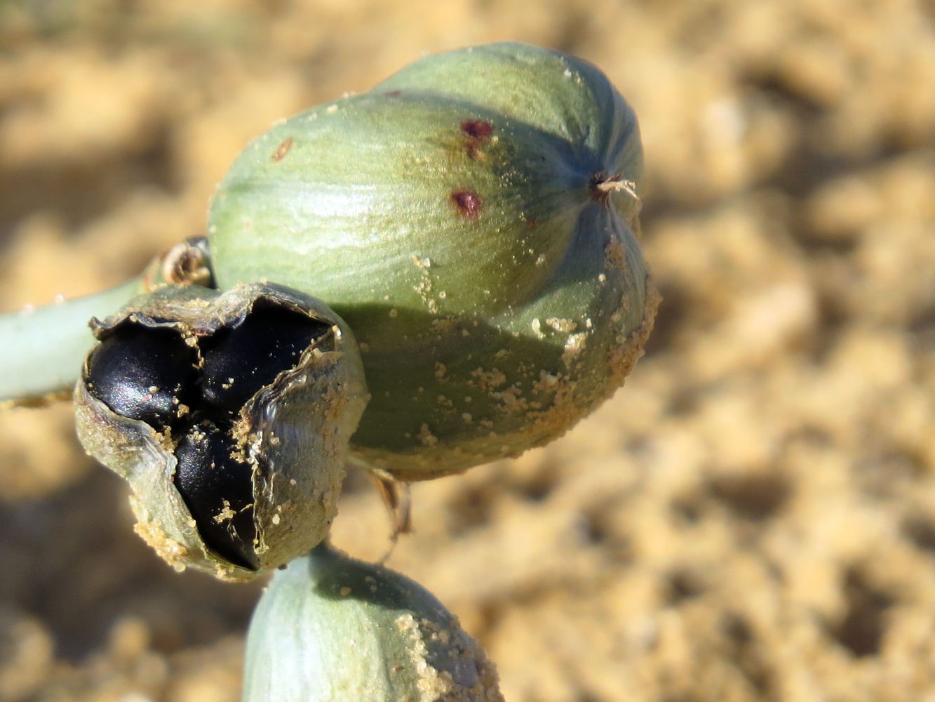 Image of Pancratium sickenbergeri specimen.