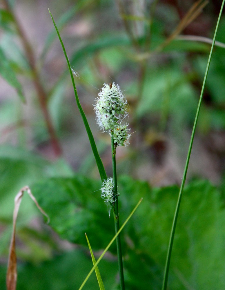 Image of Carex media specimen.