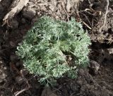 Artemisia absinthium. Вегетирующее растение. Кыргызстан, Нарынская обл., левый берег р. Нарын, окр. с. Таш-Башат, вахтовый пос. 29.04.2015.