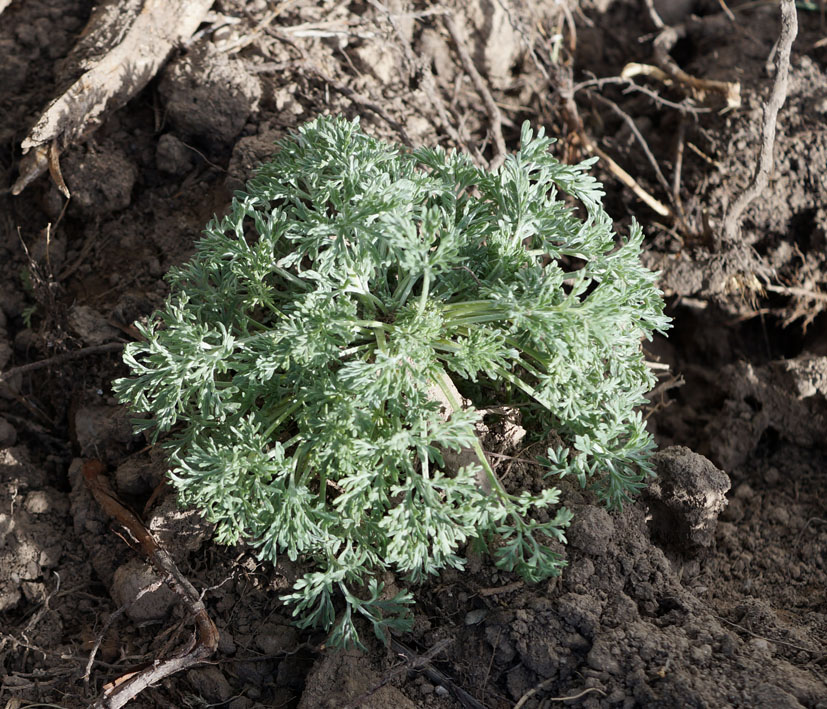 Image of Artemisia absinthium specimen.