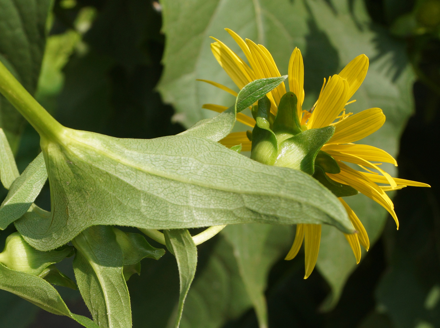 Изображение особи Silphium perfoliatum.