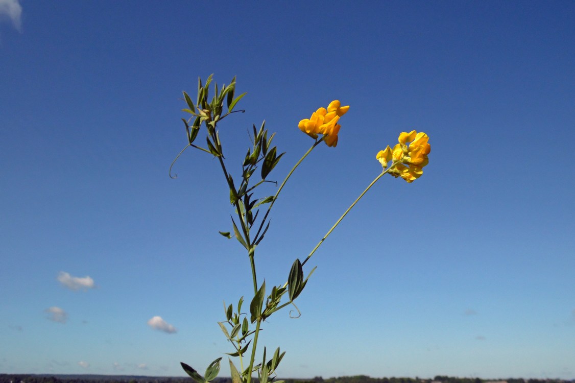 Image of Lathyrus pratensis specimen.