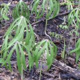 Syneilesis aconitifolia. Растения в начале вегетации в дубовом лесу. Приморский край, Уссурийский р-н. 24.05.2008.