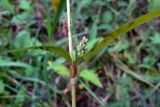 Persicaria lapathifolia. Часть побега с пазушным соцветием. Челябинская обл., окр. г. Челябинск, Золотая горка, обочина дороги в берёзовом лесу. 21.08.2015.