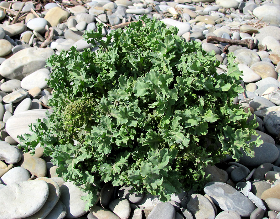 Image of Crambe maritima specimen.