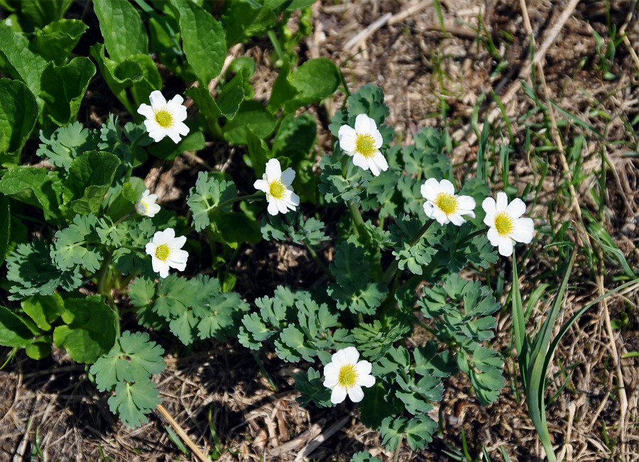 Изображение особи Callianthemum sajanense.