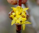 Cornus mas