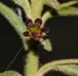 Cleome amblyocarpa