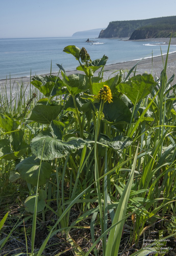 Image of Ligularia sibirica specimen.