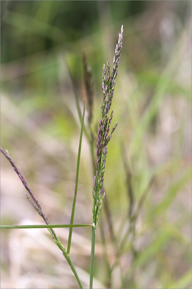 Изображение особи Poa palustris.