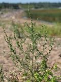 Atriplex littoralis. Верхушка расцветающего растения. Ленинградская обл., побережье в р-не ст. Бронка, песчаный пляж. 08.08.2009.