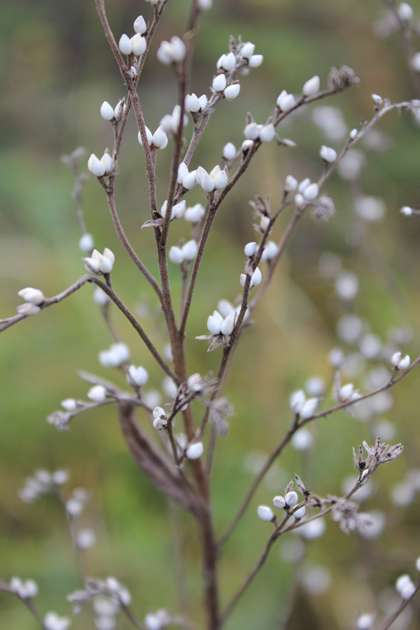 Image of Lithospermum officinale specimen.