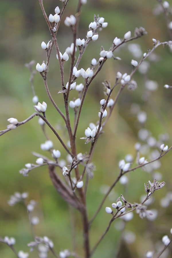 Изображение особи Lithospermum officinale.